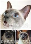 死而复生以后我从老头子变成了绝世大美人剧透
