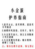 小金蛋护养指南 糯糯啊免费