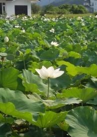 花神传说
