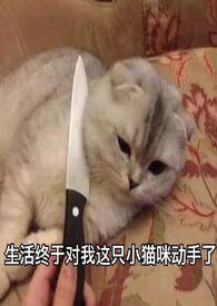 旧爱新欢百科