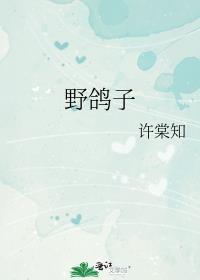 野鸽子学名
